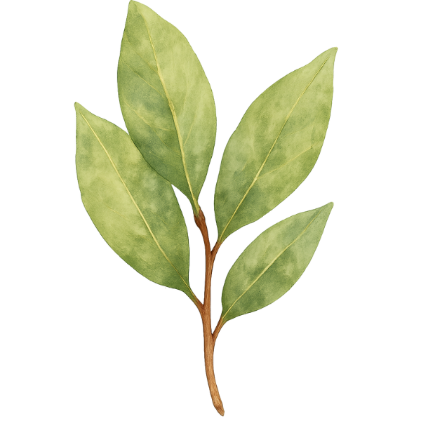 bay leaf illustration